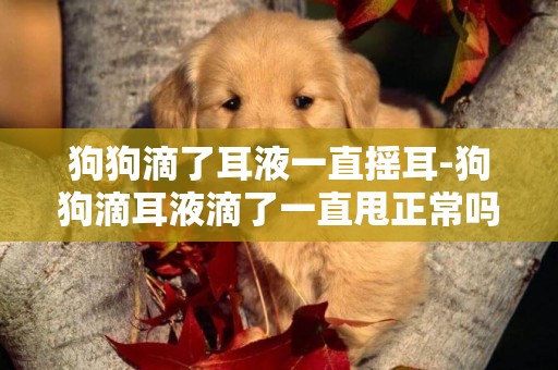 狗狗滴了耳液一直搖耳-狗狗滴耳液滴了一直甩正常嗎