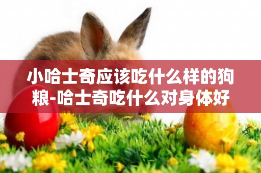 小哈士奇應該吃什么樣的狗糧-哈士奇吃什么對身體好呢