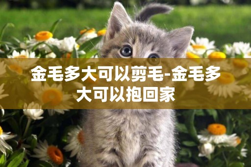 金毛多大可以剪毛-金毛多大可以抱回家