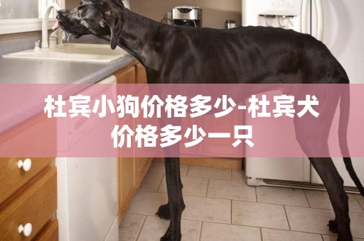 杜賓小狗價格多少-杜賓犬價格多少一只
