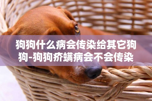 狗狗什么病會傳染給其它狗狗-狗狗疥螨病會不會傳染給其他狗
