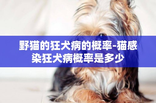 野貓的狂犬病的概率-貓感染狂犬病概率是多少