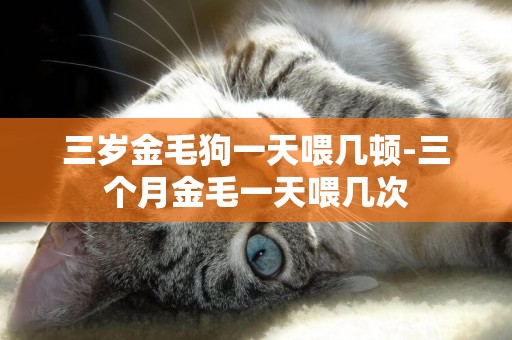 三歲金毛狗一天喂幾頓-三個月金毛一天喂幾次