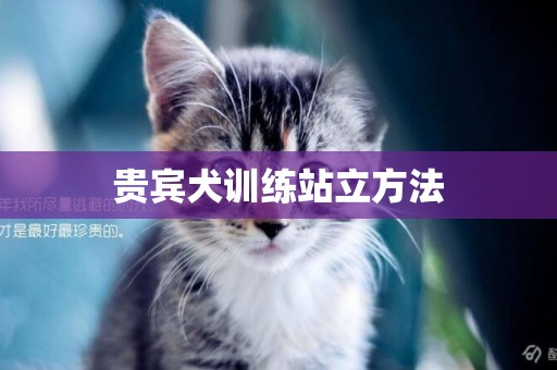 貴賓犬訓練站立方法