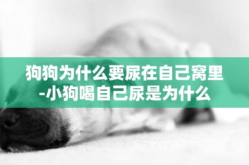 狗狗為什么要尿在自己窩里-小狗喝自己尿是為什么