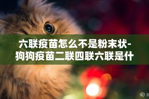 六聯疫苗怎么不是粉末狀-狗狗疫苗二聯四聯六聯是什么意思