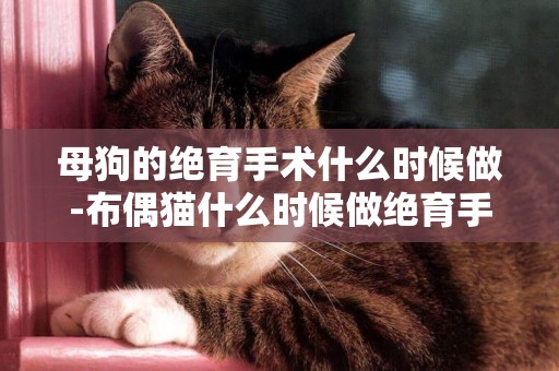 母狗的絕育手術什么時候做-布偶貓什么時候做絕育手術呢