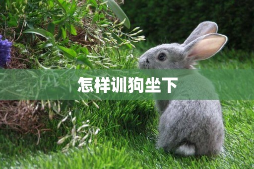 怎樣訓狗坐下