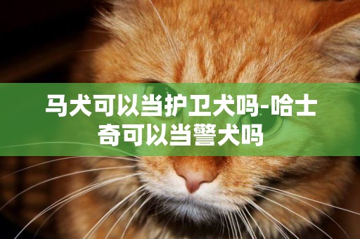 馬犬可以當護衛犬嗎-哈士奇可以當警犬嗎