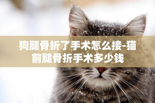 狗腿骨折了手術怎么接-貓前腿骨折手術多少錢