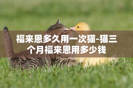 福來恩多久用一次貓-貓三個月福來恩用多少錢