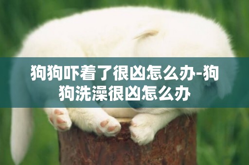 狗狗嚇著了很兇怎么辦-狗狗洗澡很兇怎么辦