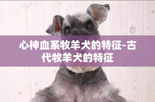 心神血系牧羊犬的特征-古代牧羊犬的特征