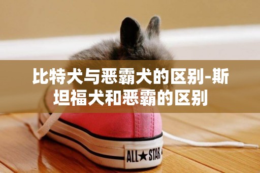 比特犬與惡霸犬的區別-斯坦福犬和惡霸的區別
