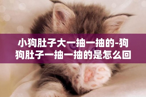 小狗肚子大一抽一抽的-狗狗肚子一抽一抽的是怎么回事