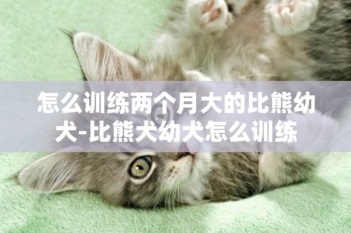 怎么訓練兩個月大的比熊幼犬-比熊犬幼犬怎么訓練