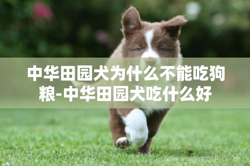 中華田園犬為什么不能吃狗糧-中華田園犬吃什么好