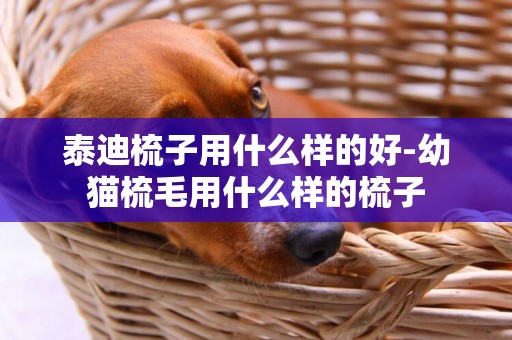 泰迪梳子用什么樣的好-幼貓梳毛用什么樣的梳子