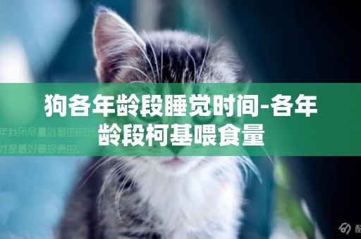 狗各年齡段睡覺時間-各年齡段柯基喂食量
