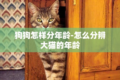 狗狗怎樣分年齡-怎么分辨大貓的年齡