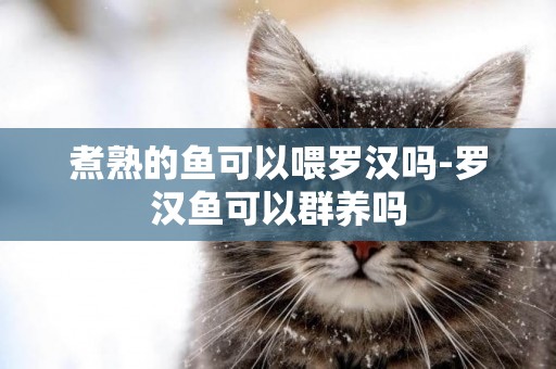 煮熟的魚可以喂羅漢嗎-羅漢魚可以群養嗎