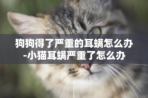 狗狗得了嚴重的耳螨怎么辦-小貓耳螨嚴重了怎么辦