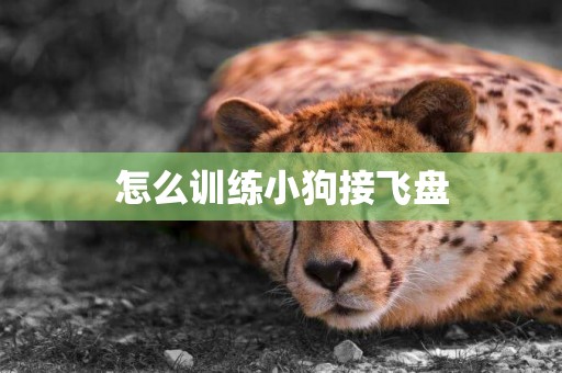 怎么訓練小狗接飛盤