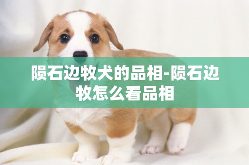 隕石邊牧犬的品相-隕石邊牧怎么看品相