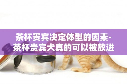 茶杯貴賓決定體型的因素-茶杯貴賓犬真的可以被放進茶杯里嗎