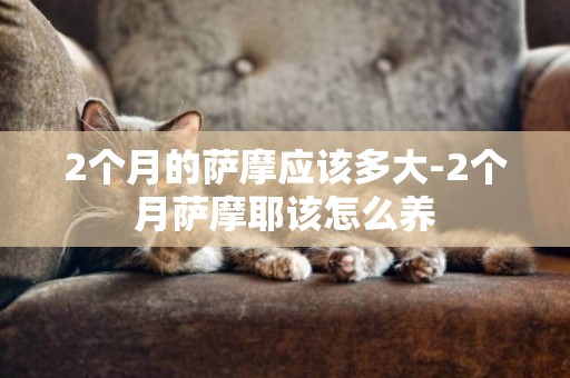 2個月的薩摩應該多大-2個月薩摩耶該怎么養