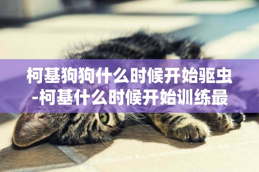 柯基狗狗什么時候開始驅蟲-柯基什么時候開始訓練最佳