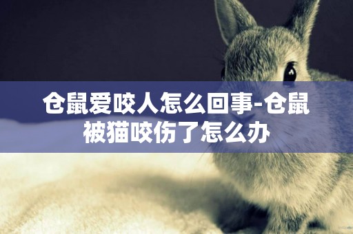 倉鼠愛咬人怎么回事-倉鼠被貓咬傷了怎么辦