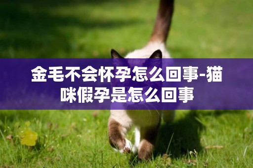 金毛不會懷孕怎么回事-貓咪假孕是怎么回事