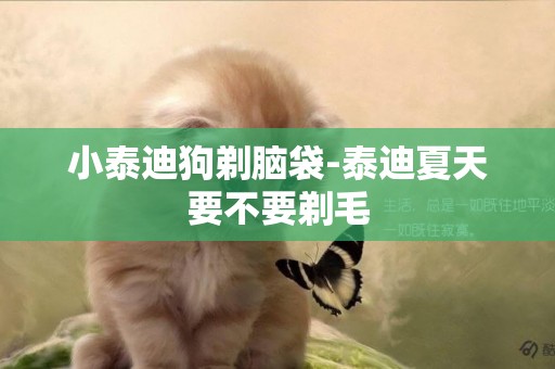 小泰迪狗剃腦袋-泰迪夏天要不要剃毛