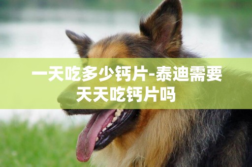 一天吃多少鈣片-泰迪需要天天吃鈣片嗎