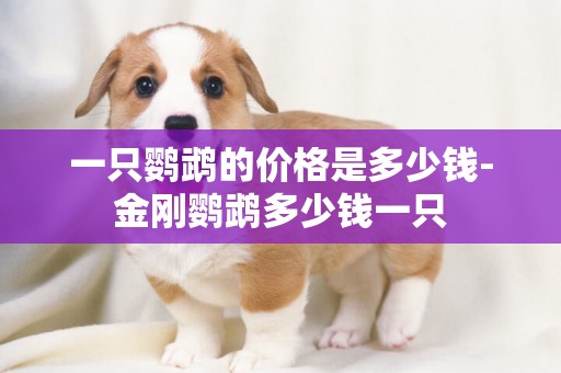 一只鸚鵡的價格是多少錢-金剛鸚鵡多少錢一只