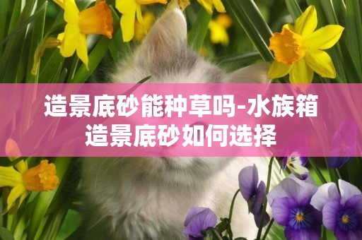 造景底砂能種草嗎-水族箱造景底砂如何選擇