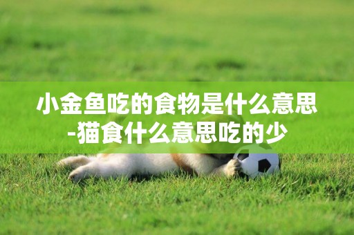 小金魚吃的食物是什么意思-貓食什么意思吃的少