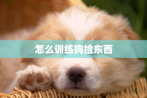 怎么訓練狗撿東西