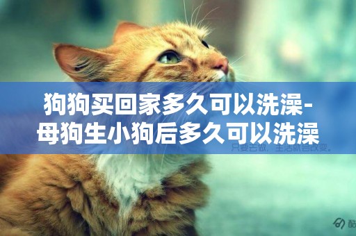 狗狗買回家多久可以洗澡-母狗生小狗后多久可以洗澡