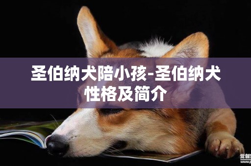 圣伯納犬陪小孩-圣伯納犬性格及簡介