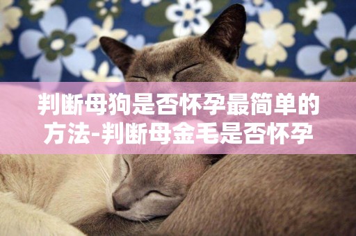 判斷母狗是否懷孕最簡單的方法-判斷母金毛是否懷孕的方法及注意事項