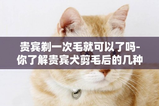 貴賓剃一次毛就可以了嗎-你了解貴賓犬剪毛后的幾種反應嗎