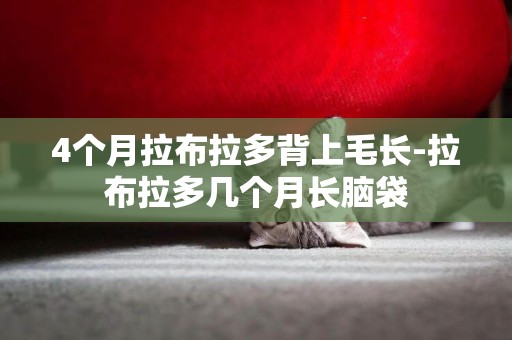 4個月拉布拉多背上毛長-拉布拉多幾個月長腦袋