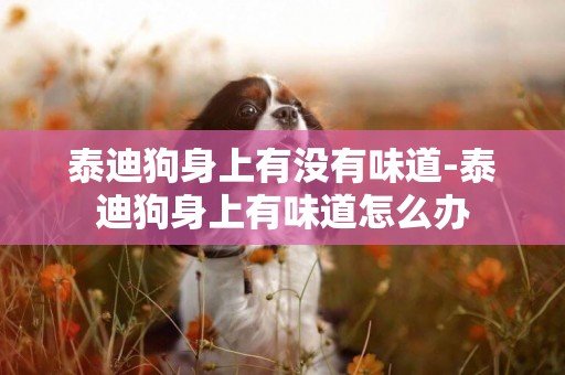 泰迪狗身上有沒有味道-泰迪狗身上有味道怎么辦