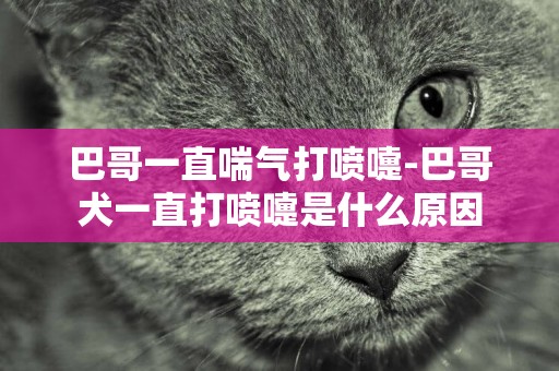 巴哥一直喘氣打噴嚏-巴哥犬一直打噴嚏是什么原因