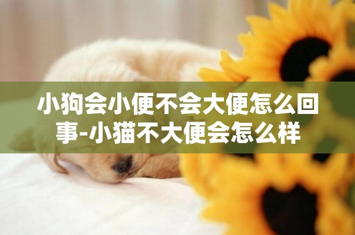 小狗會小便不會大便怎么回事-小貓不大便會怎么樣