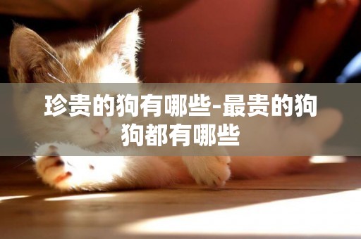 珍貴的狗有哪些-最貴的狗狗都有哪些