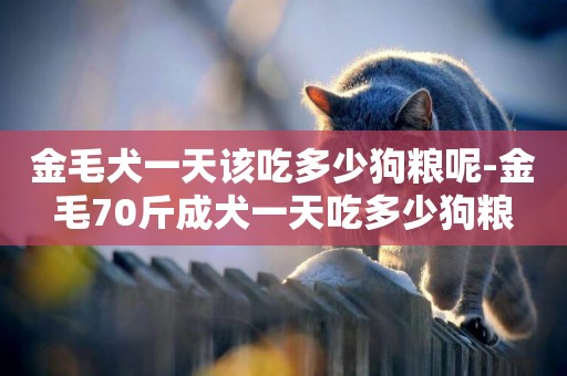 金毛犬一天該吃多少狗糧呢-金毛70斤成犬一天吃多少狗糧