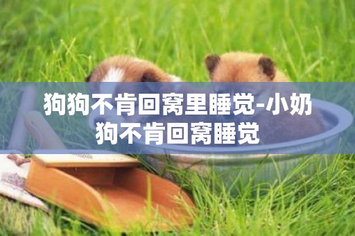 狗狗不肯回窩里睡覺-小奶狗不肯回窩睡覺